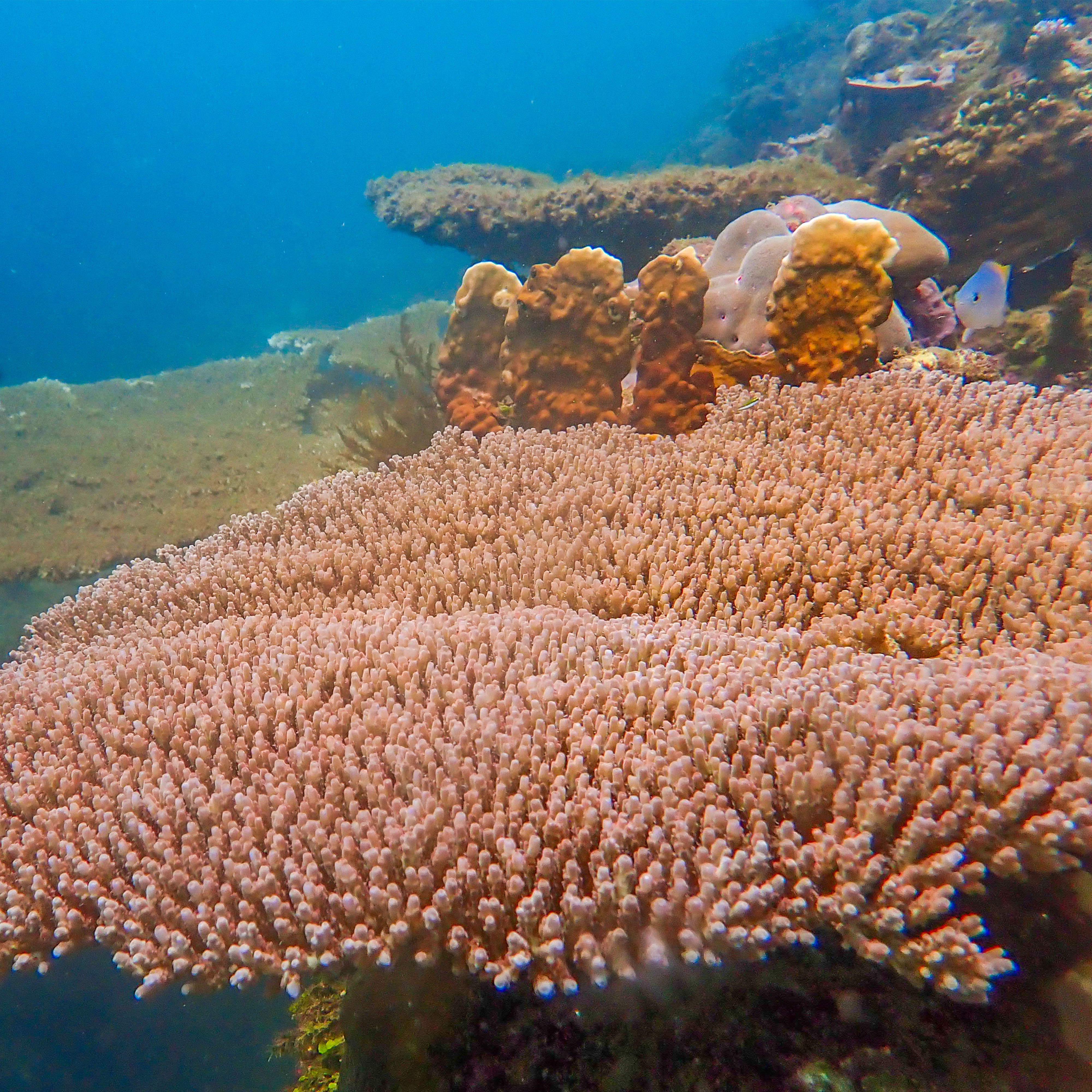 <b class="font-bara"><i class="bi bi-geo-fill h4"></i> BONBON SANDBAR DIVING SITE</b> <br/>Located at near the Bonbon Sandbar, Brgy. Oteiza, San Agustin, SDS.